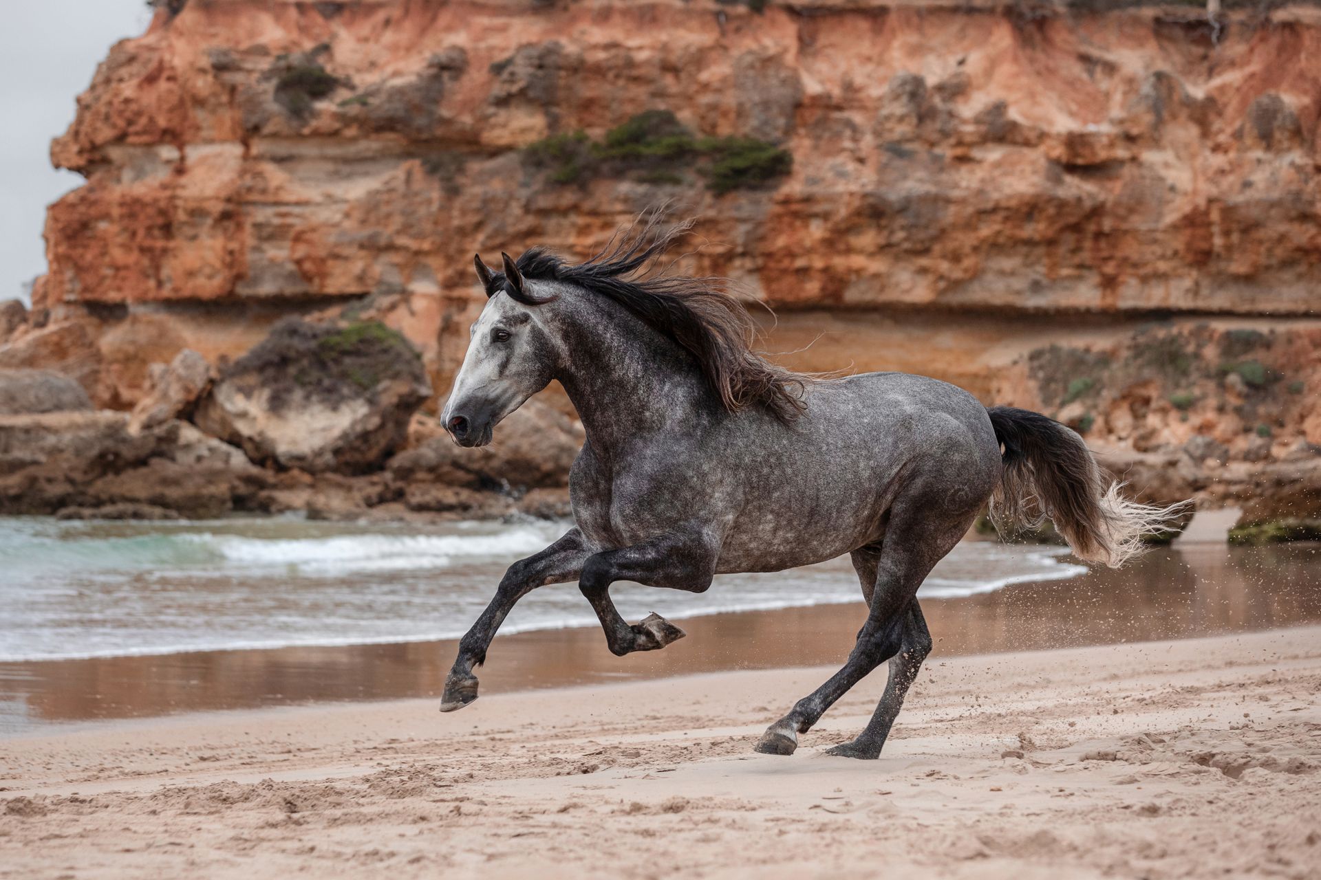Black horse running at dusk
