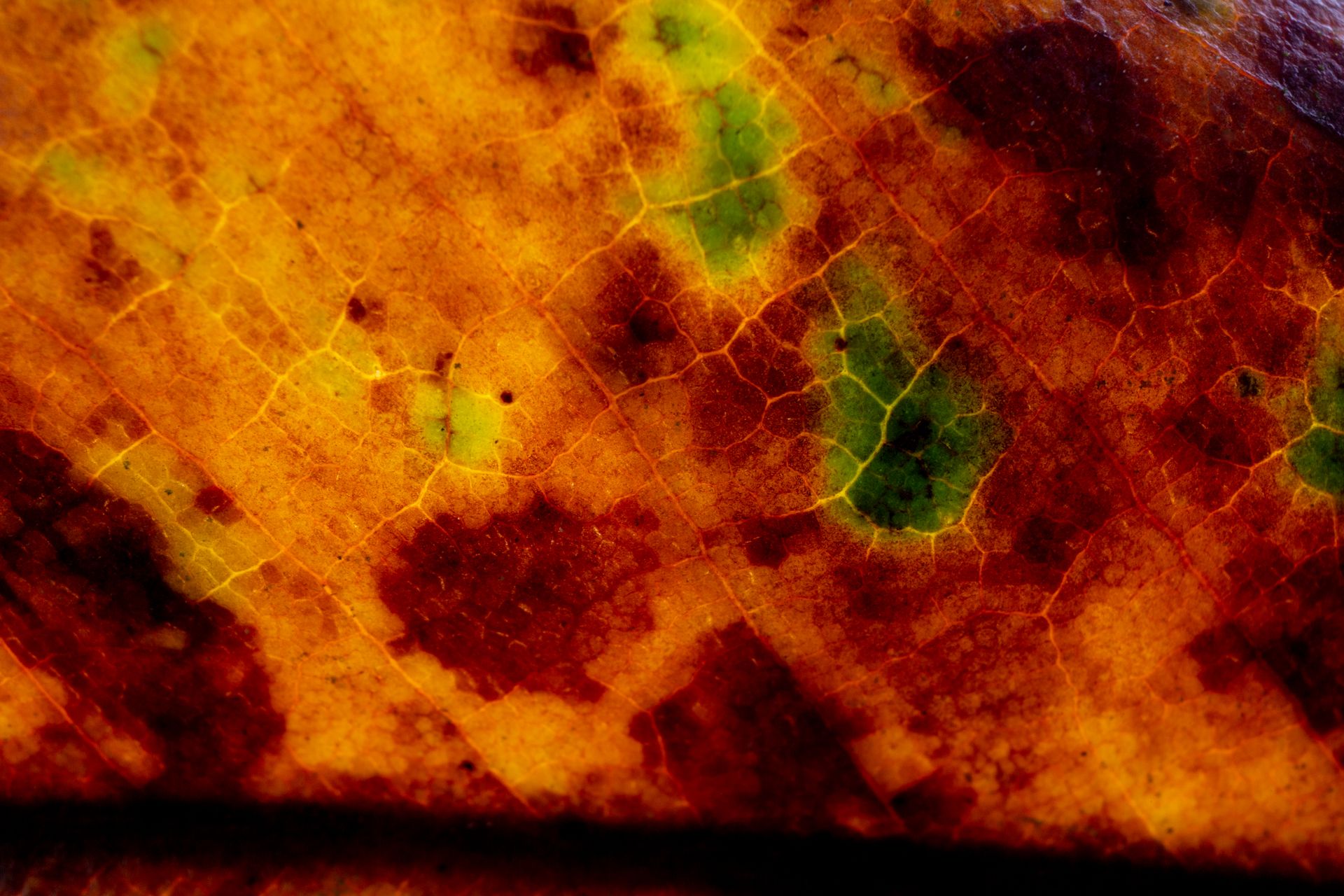 Autumn leaves close up